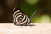 Picture 'Br1_1_01251 Butterfly, Brazil'